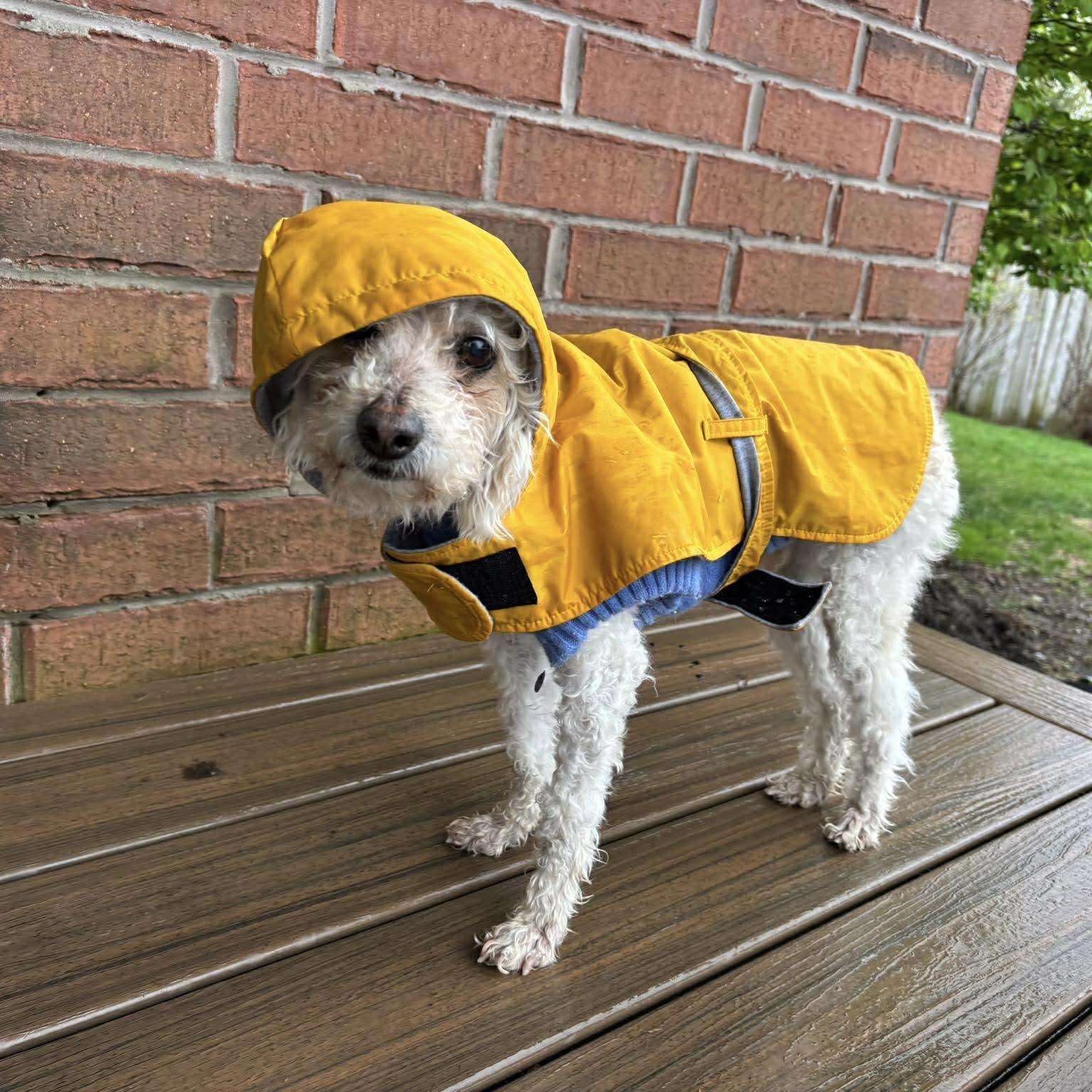 Ernie, ADOPTABLE, Senior Male Mixed Breed & Miniature Poodle.