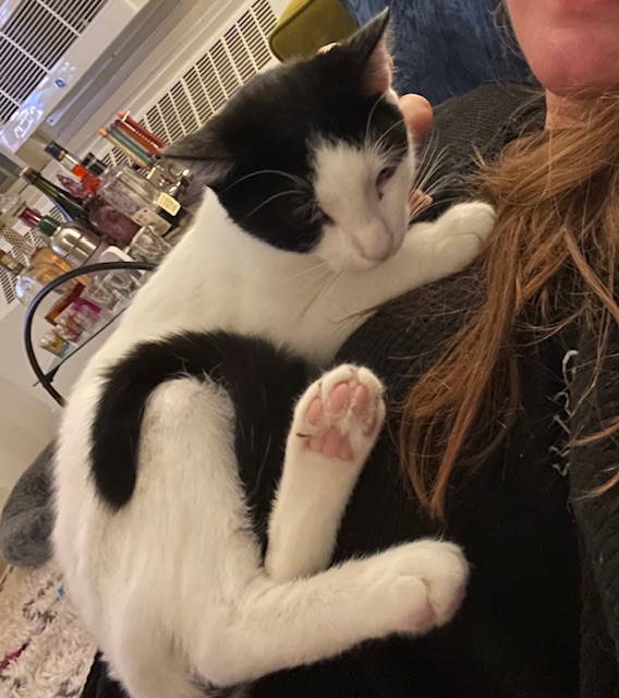 Enlarge Faith, a Adoptable Exotic Shorthair in New York, NY image 4/5