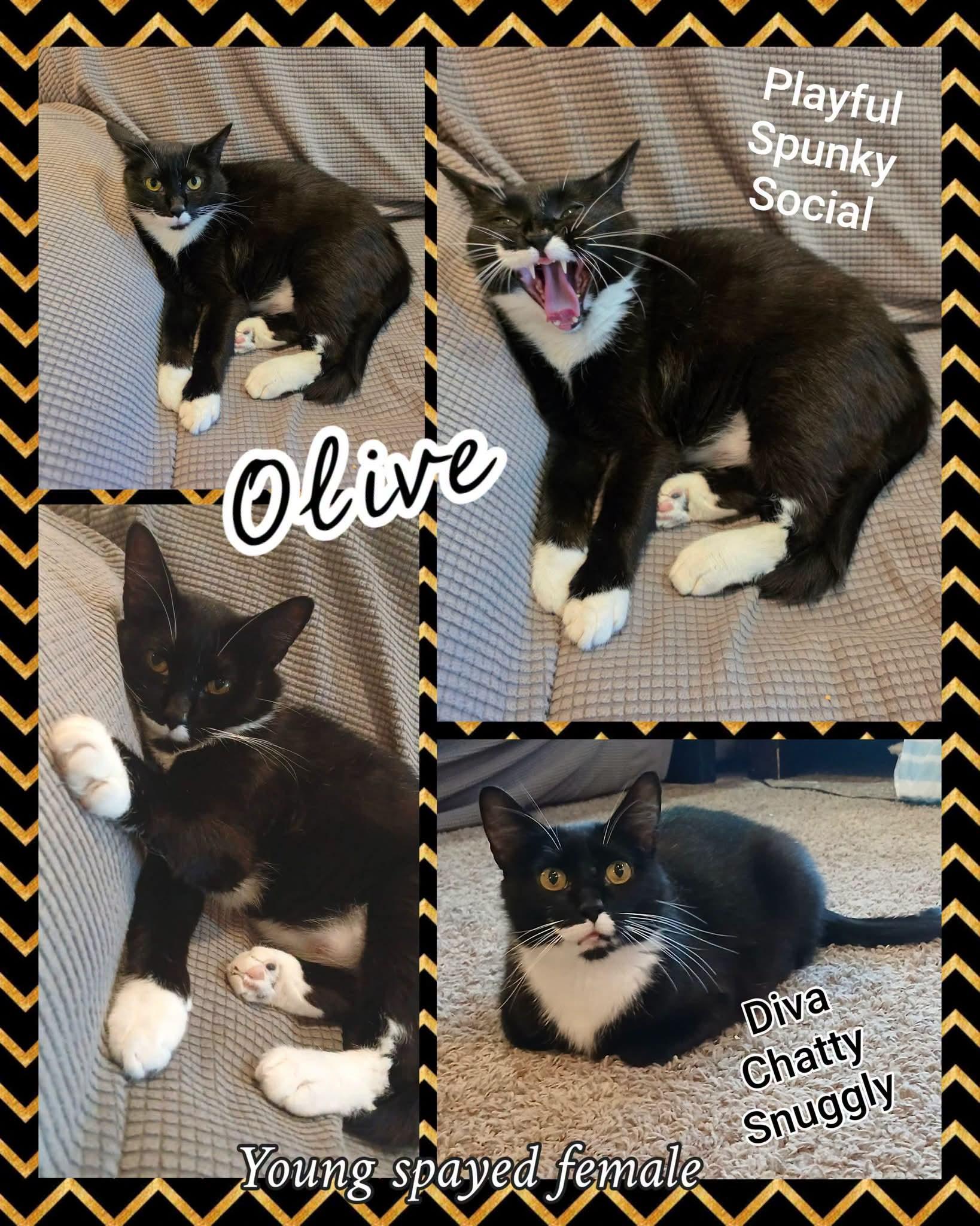 Olive, Adoptable, Adult Female Domestic Short Hair.