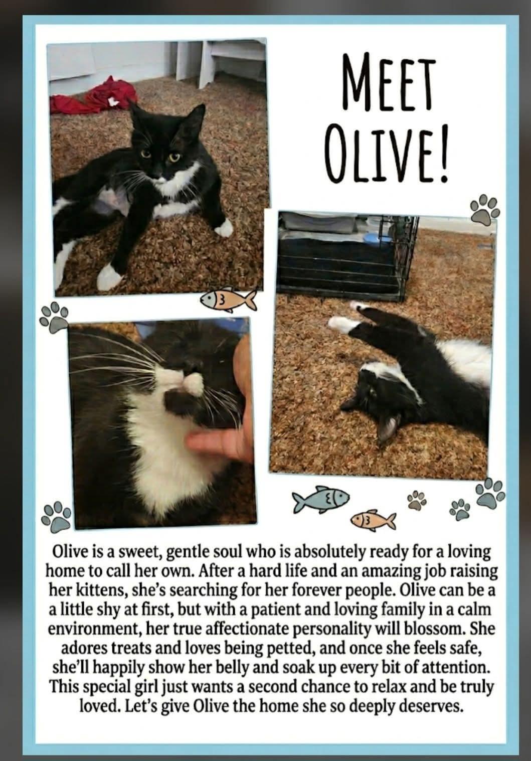 Olive, ADOPTABLE, Adult Female Domestic Short Hair.