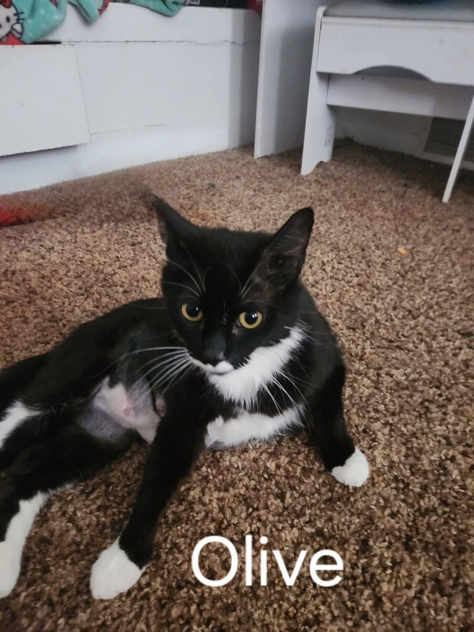 Olive, a ADOPTABLE Domestic Short Hair in Brigham City, UT image 2/2