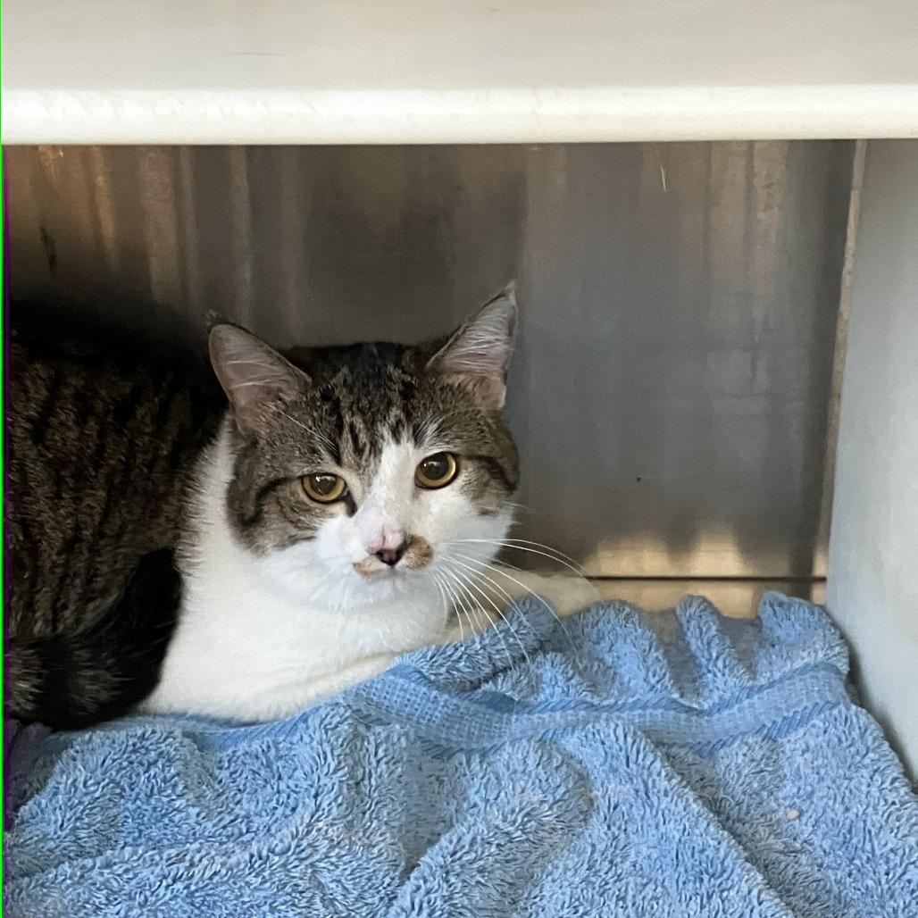 Stevie, Adoptable, Adult Male Domestic Short Hair.