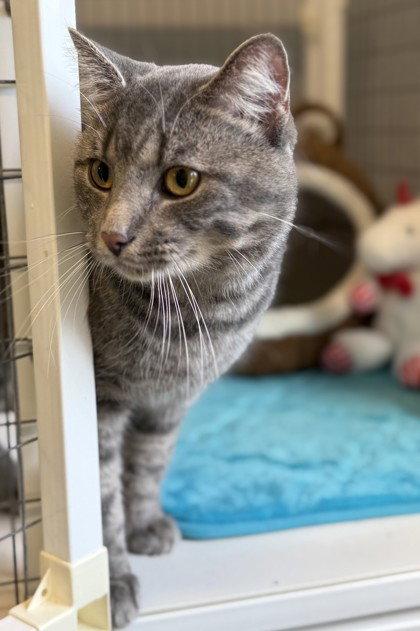 Reaper, Adoptable, Adult Male Domestic Short Hair.