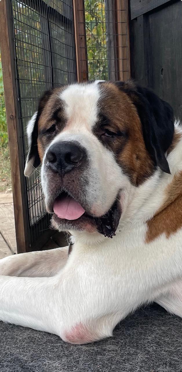 Moose, Adoptable, Young Male Saint Bernard.