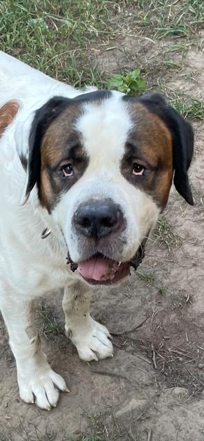 Moose, Adoptable, Young Male Saint Bernard.