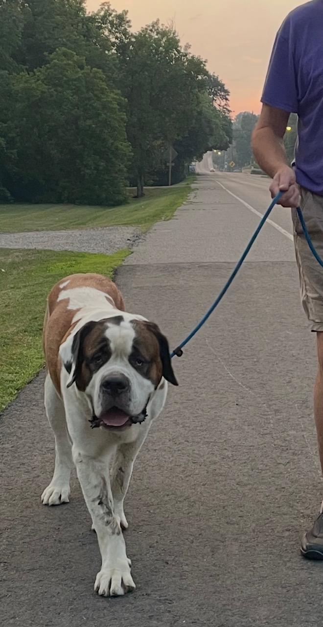 Moose, a Adoptable Saint Bernard in Terra Cotta, ON image 5/6
