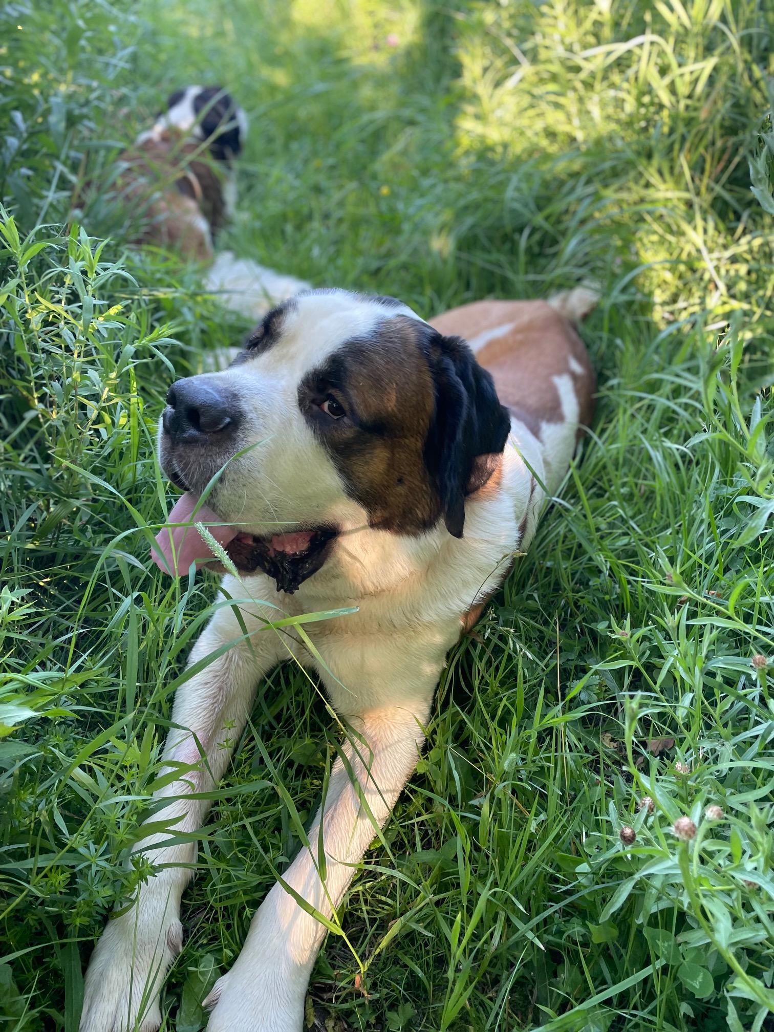 Moose, a Adoptable Saint Bernard in Terra Cotta, ON image 4/6