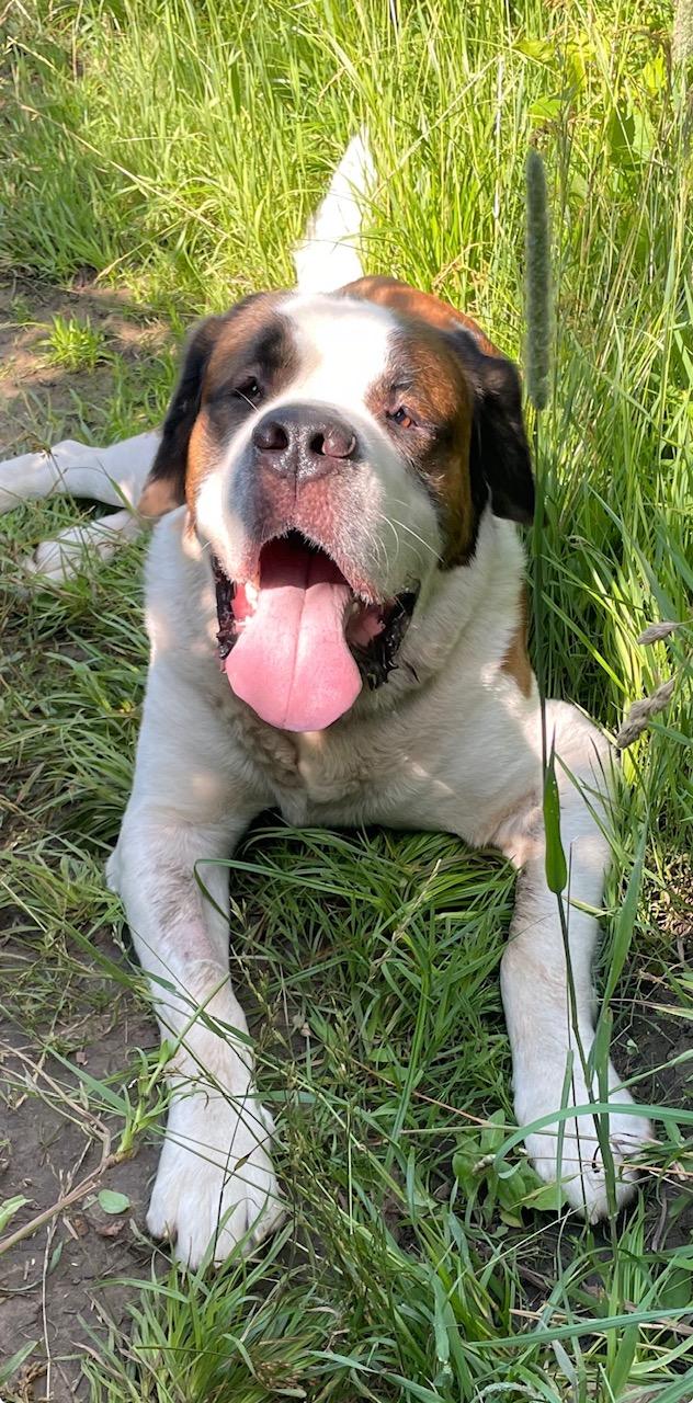 Moose, a Adoptable Saint Bernard in Terra Cotta, ON image 6/6