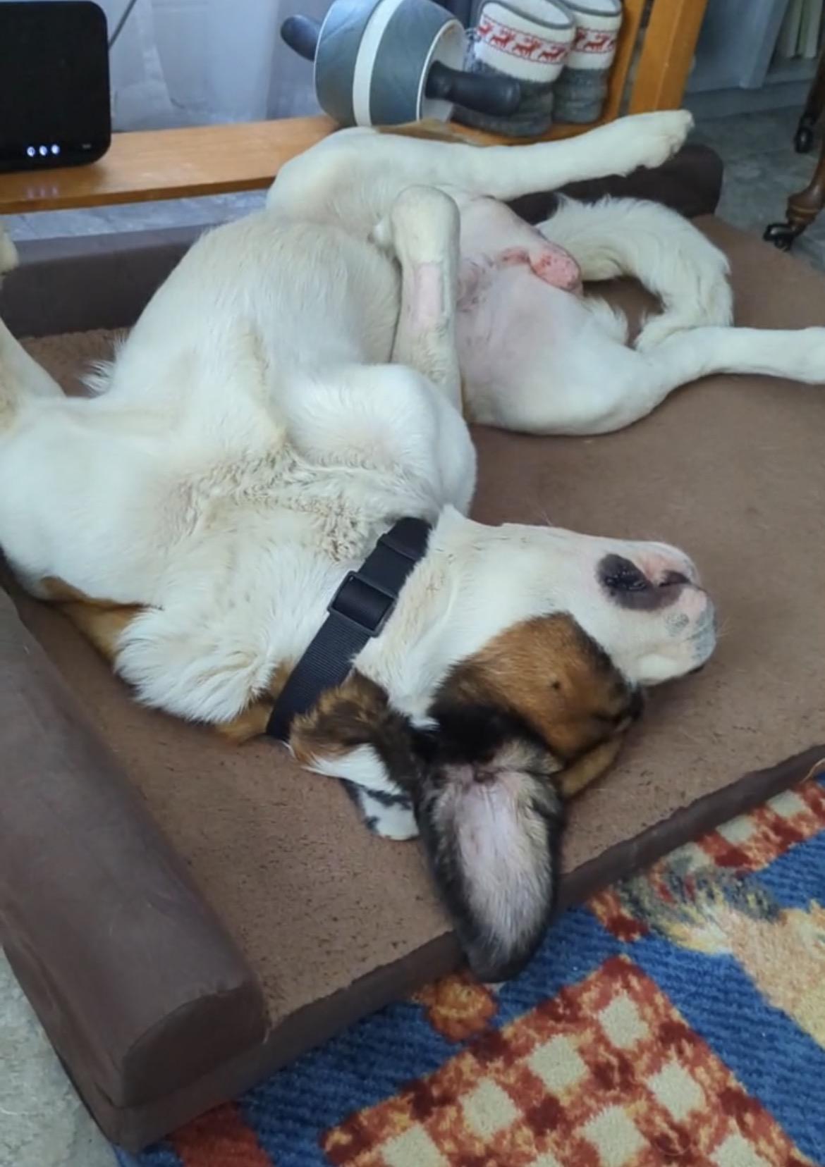Moose, a Adoptable Saint Bernard in Terra Cotta, ON image 3/6