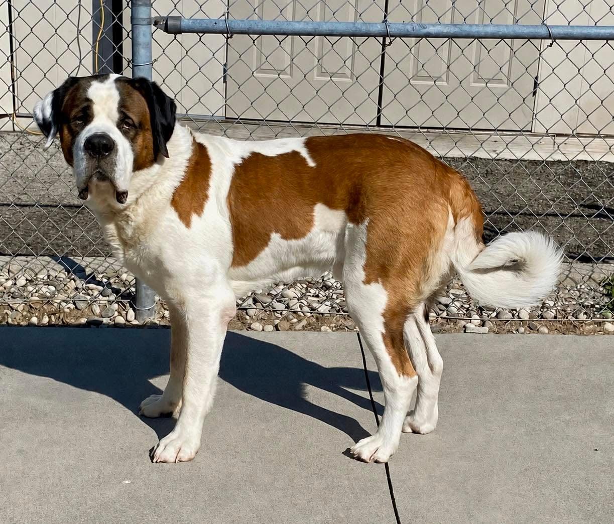 Moose, a Adoptable Saint Bernard in Terra Cotta, ON image 2/6