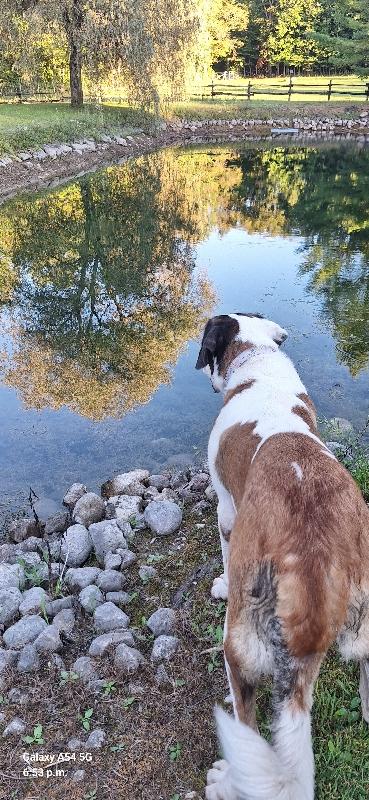 Enlarge Moose, a Adoptable Saint Bernard in Terra Cotta, ON image 6/6