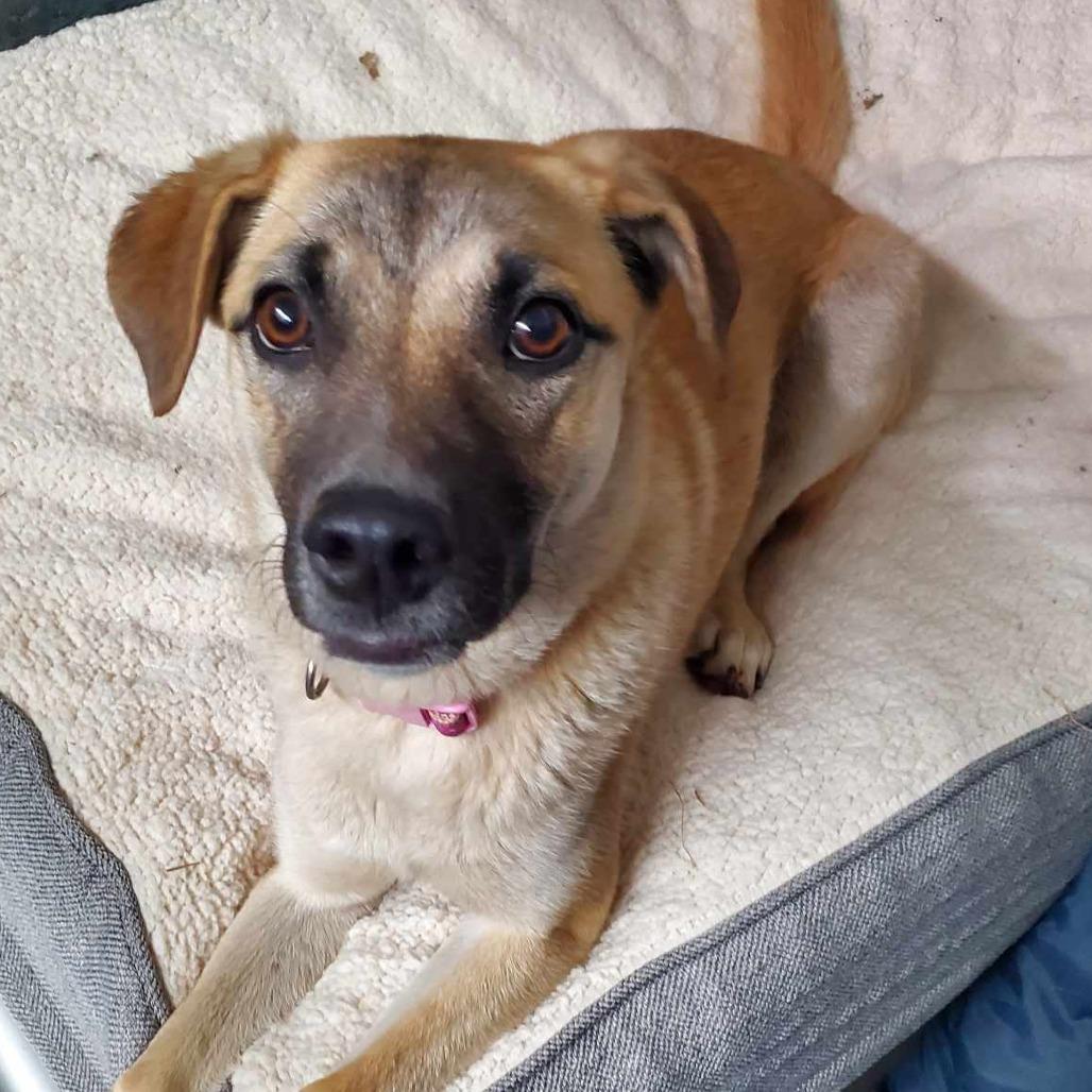 Enlarge Willow, a Adoptable Mixed Breed in Grinnell, IA image 2/6