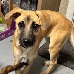 Enlarge Willow, a Adoptable Mixed Breed in Grinnell, IA image 3/5