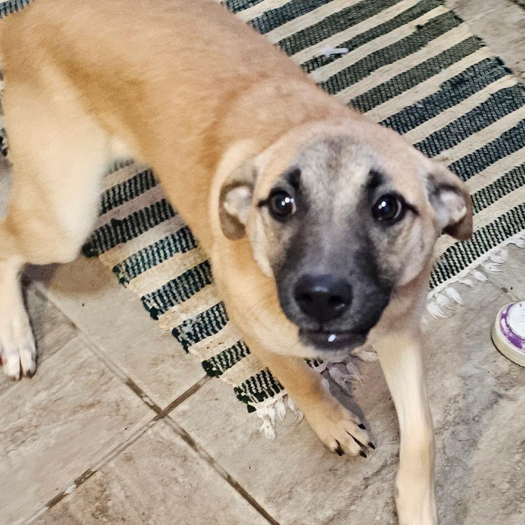 Enlarge Willow, a Adoptable Mixed Breed in Grinnell, IA image 5/5