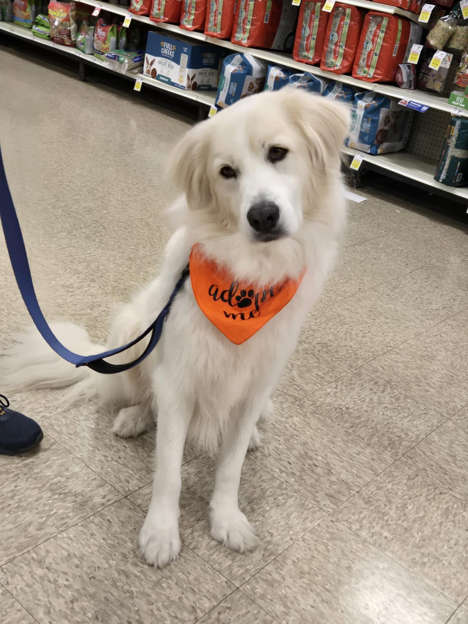 Enlarge Yeti, a Adoptable Great Pyrenees in Minneapolis, MN image 1/3