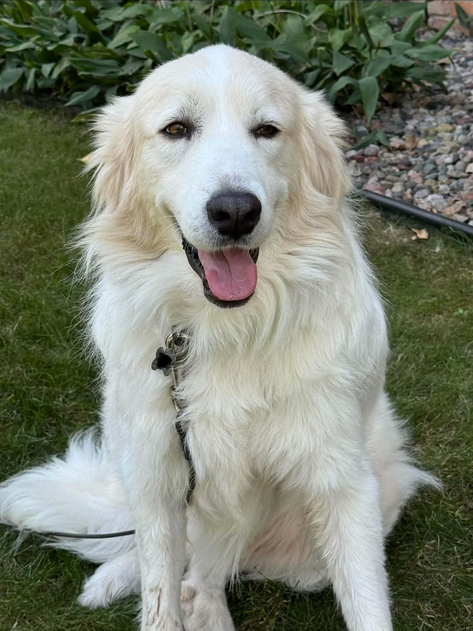 Enlarge Yeti, a Adoptable Great Pyrenees in Minneapolis, MN image 2/3