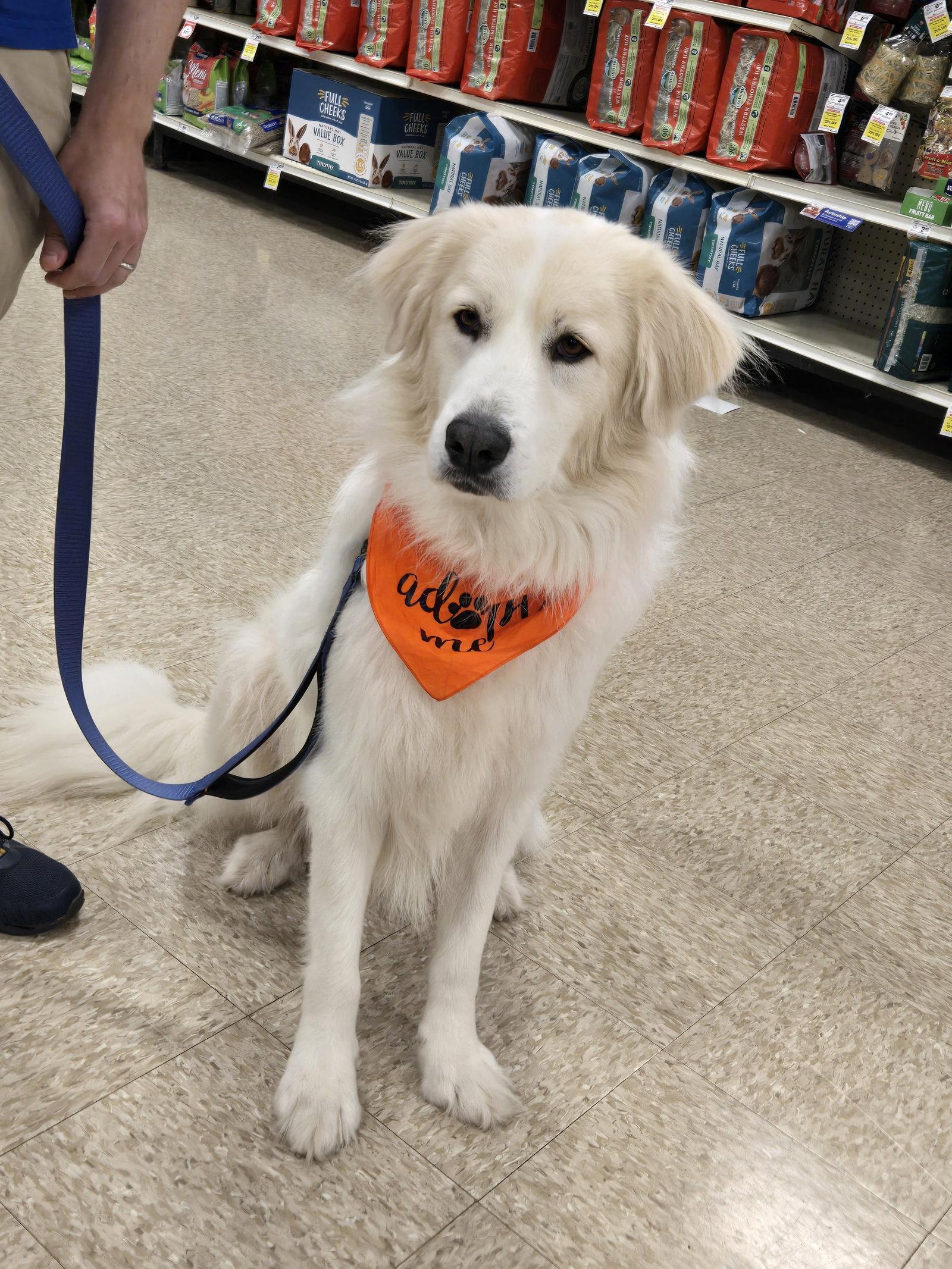 Enlarge Yeti, a Adoptable Great Pyrenees in Minneapolis, MN image 3/3