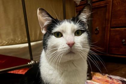 Dinky, Adult Male Domestic Short Hair