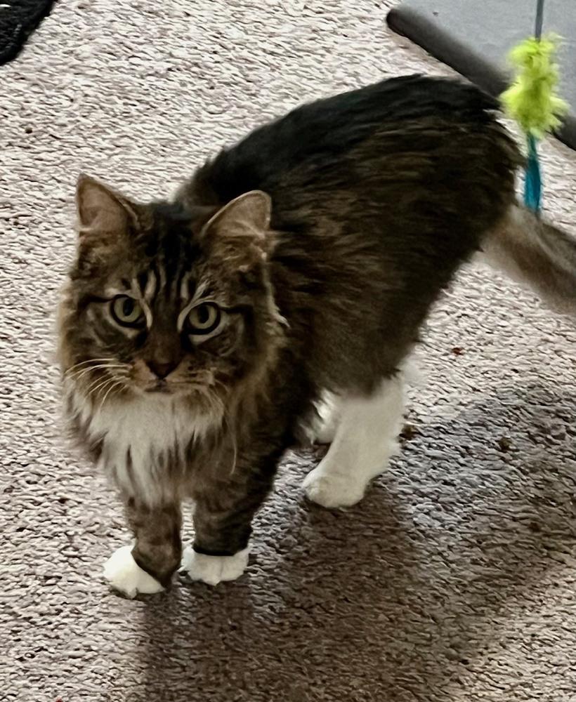 Enlarge Constance, a Adoptable mixed breed in Wilmington, NC image 1/2