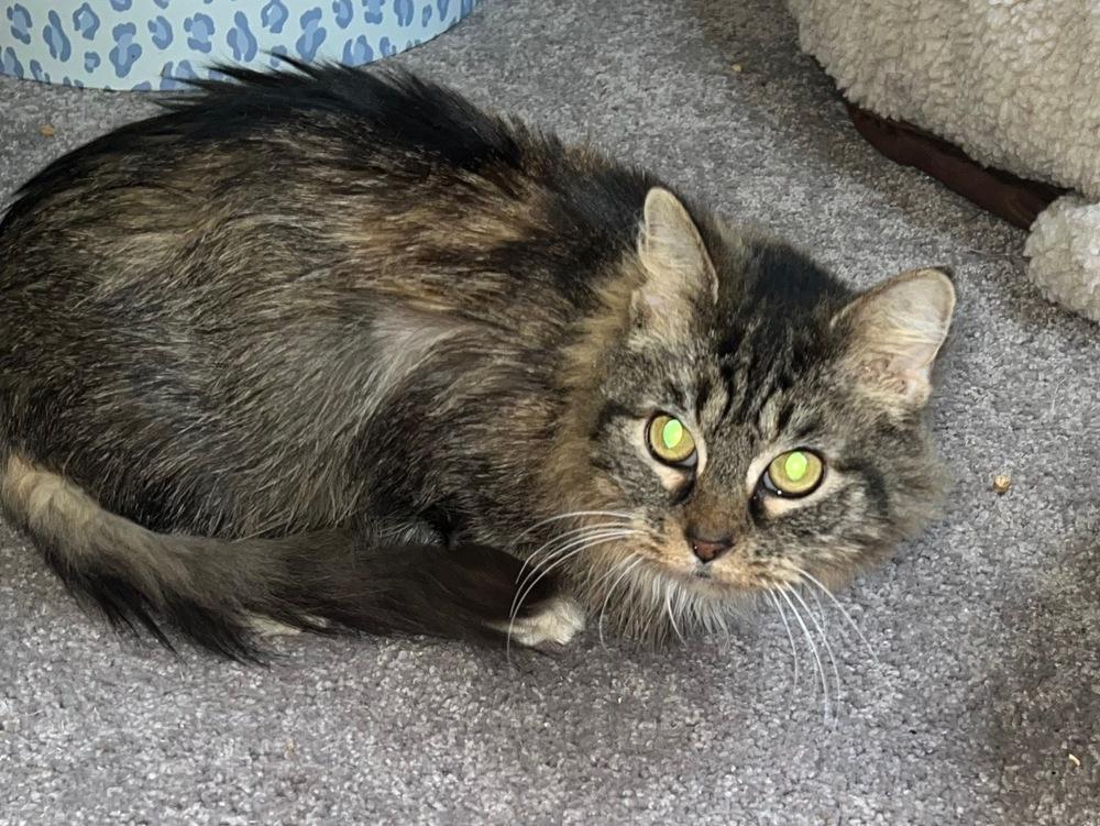 Enlarge Constance, a Adoptable mixed breed in Wilmington, NC image 1/1