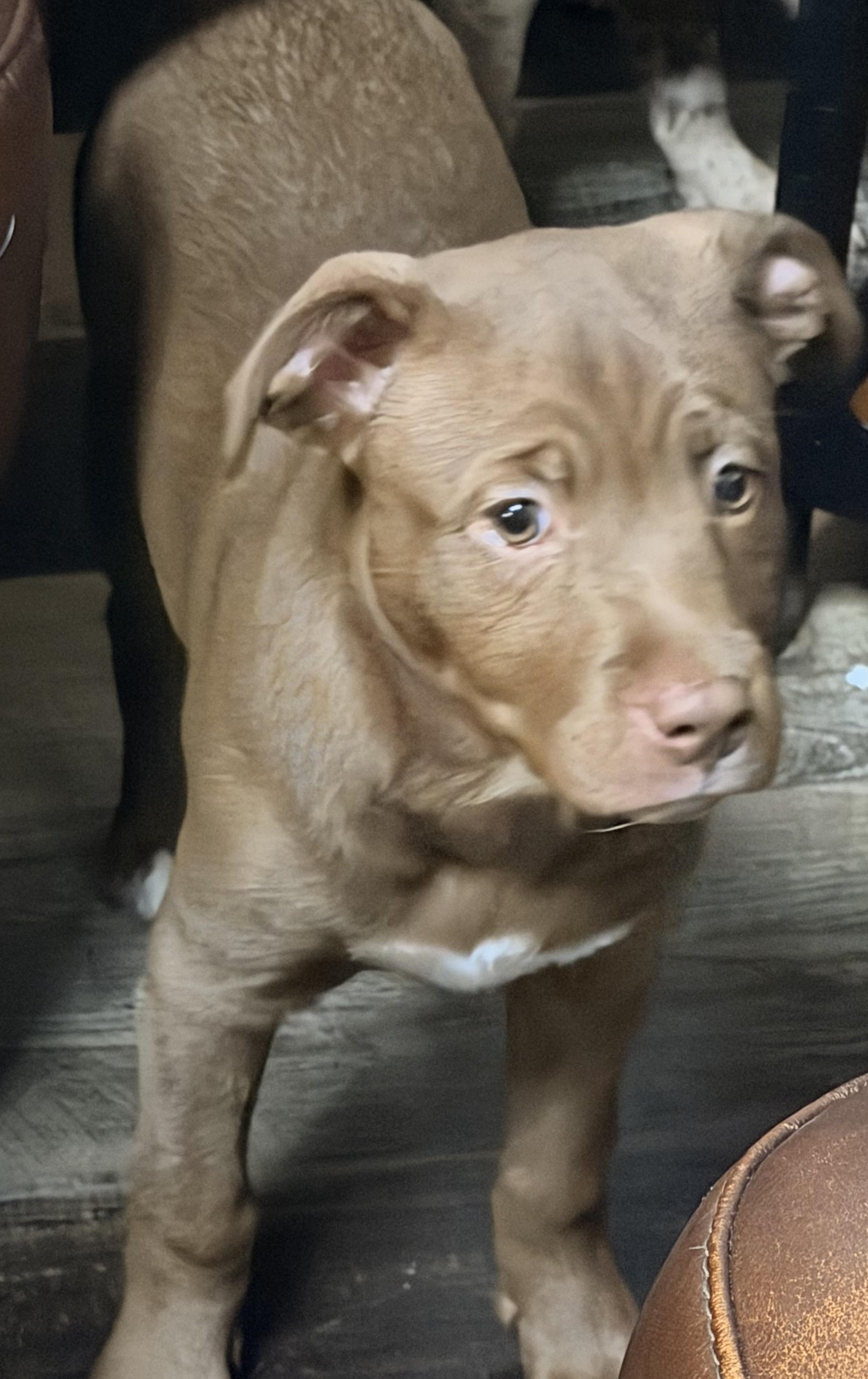 Enlarge Fiona, an adopted mixed breed in Wilmington, IL image 1/1