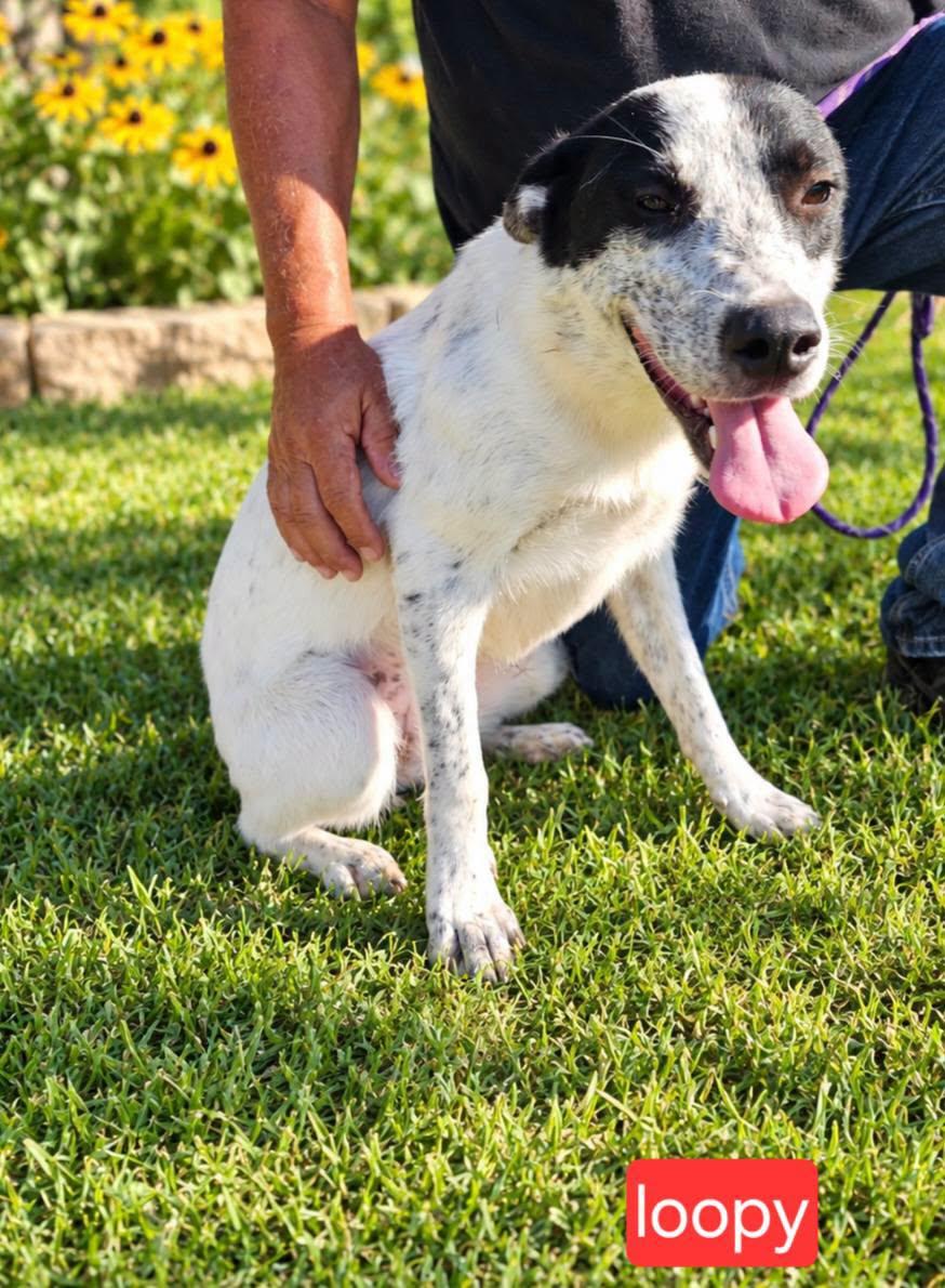 Loopy, Adopted, Young Female Cattle Dog.