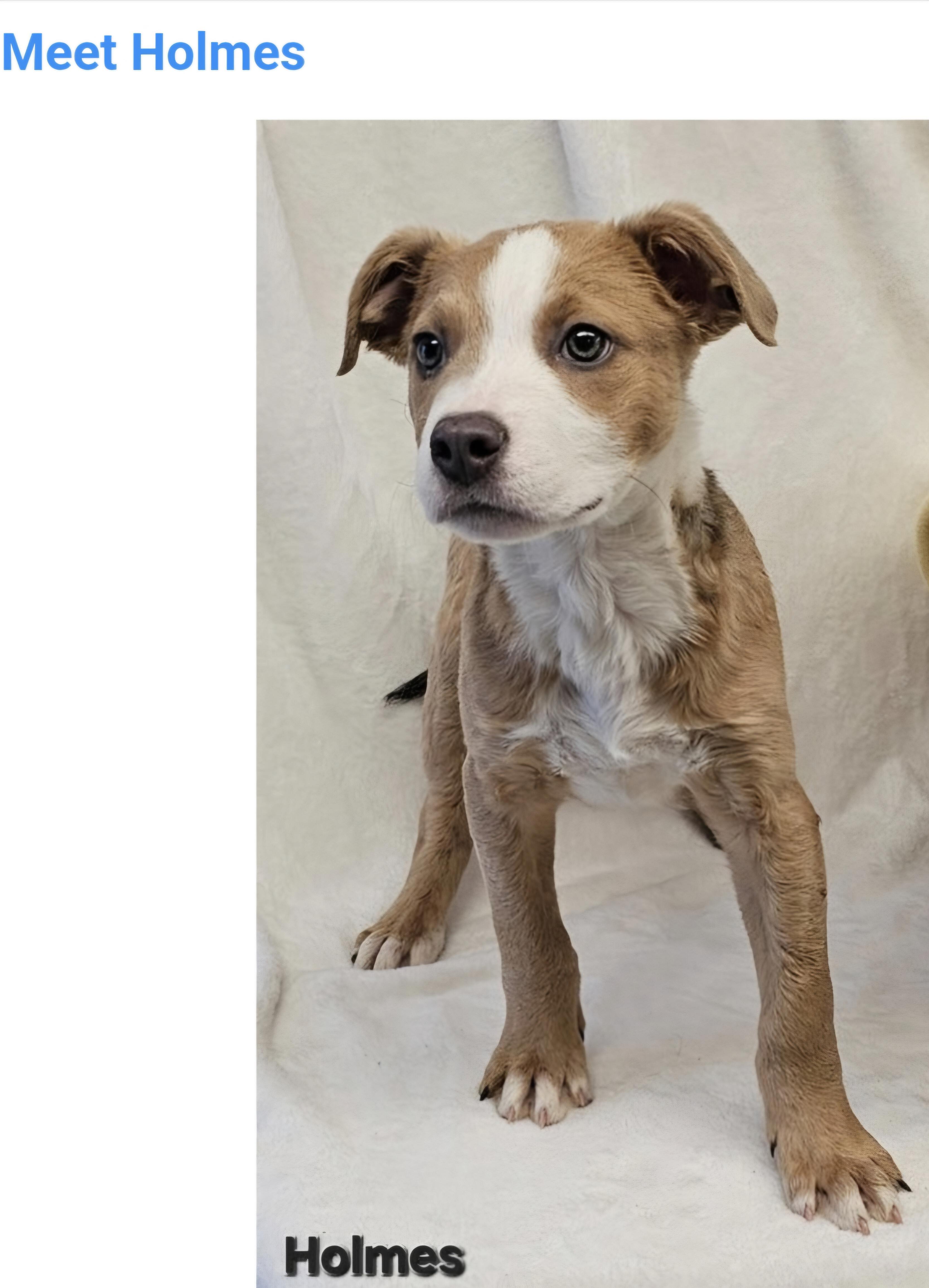 Enlarge Holmes, a Adoptable mixed breed in Salt Lake City, UT image 2/3