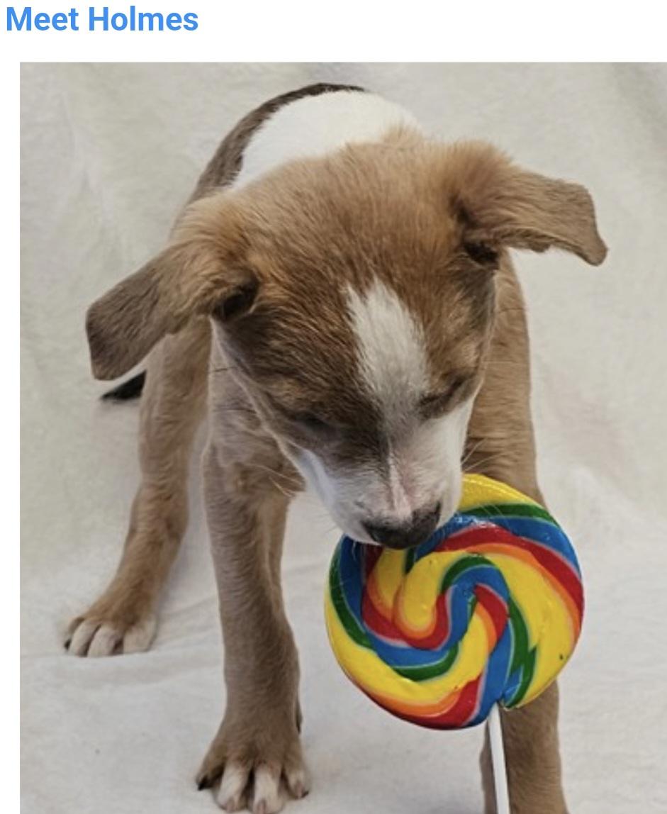 Enlarge Holmes, a Adoptable mixed breed in Salt Lake City, UT image 3/3