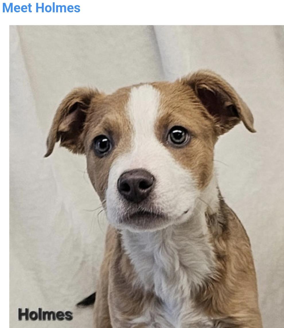 Enlarge Holmes, a Adoptable mixed breed in Salt Lake City, UT image 1/3