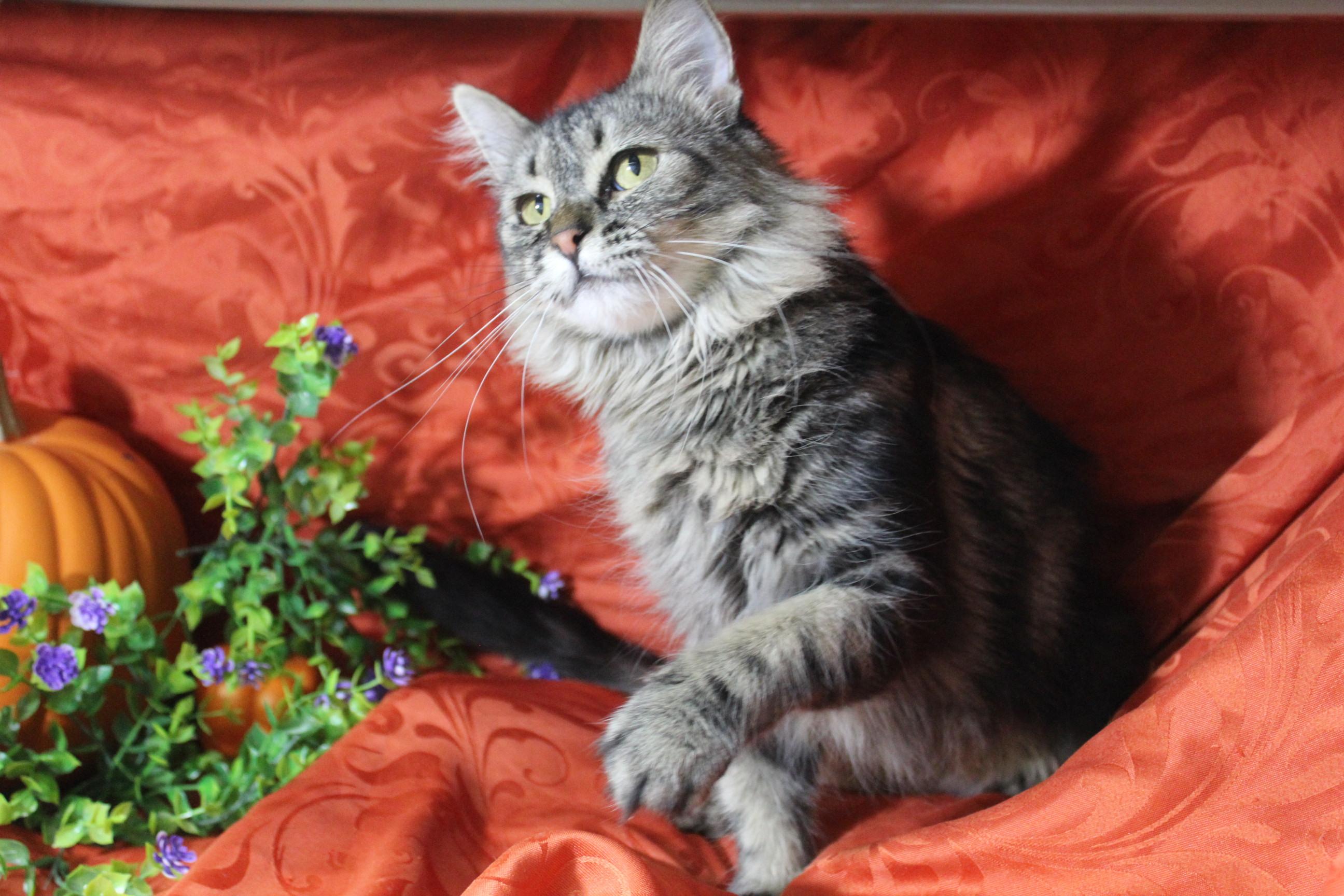 Scarlet, Adoptable, Adult Female Domestic Long Hair.