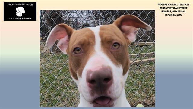 PATSY, Adoptable, Young Female Pit Bull Terrier.