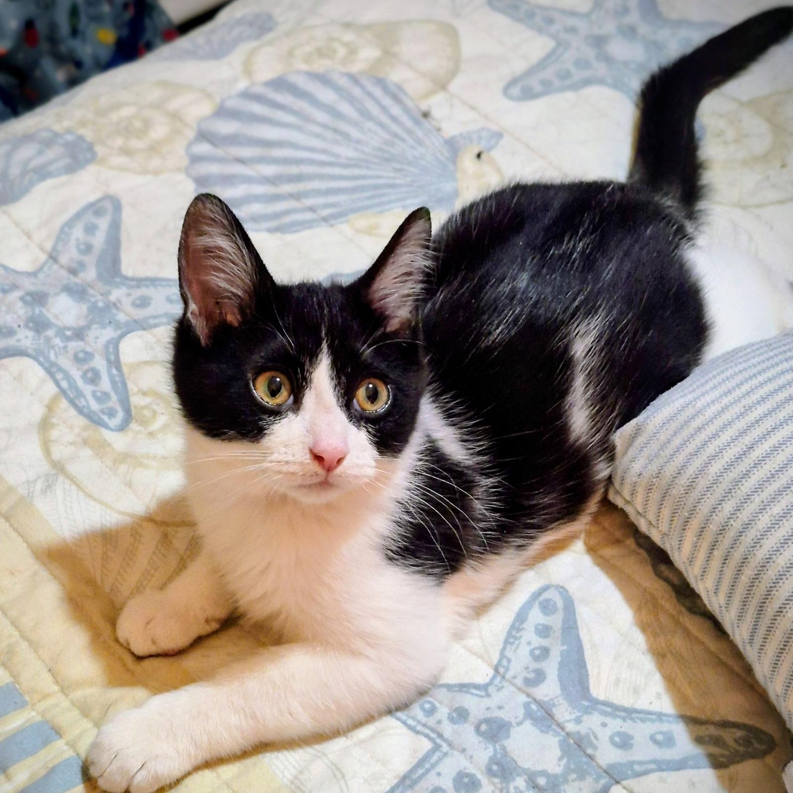Bandit, an adopted Domestic Short Hair in Queen Creek, AZ image 1/4