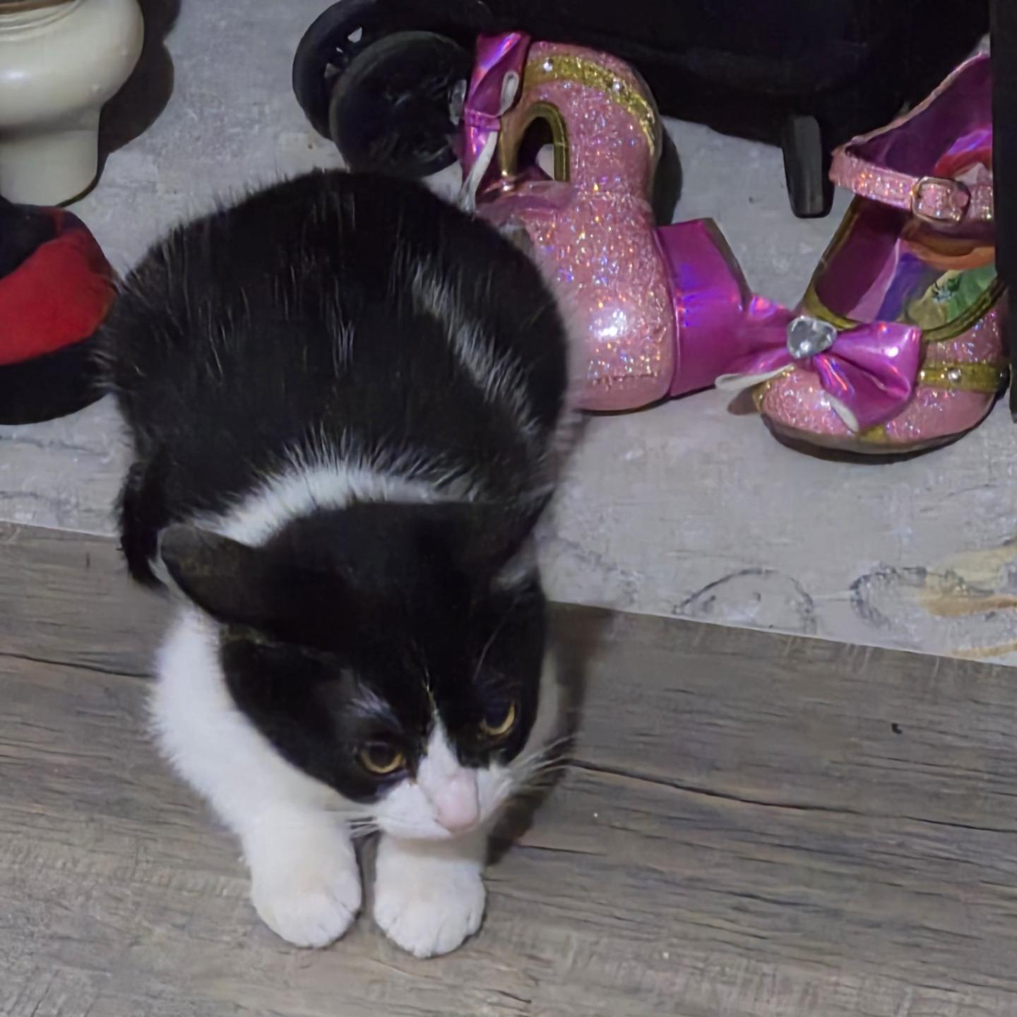 Bandit, an adopted Domestic Short Hair in Queen Creek, AZ image 4/4