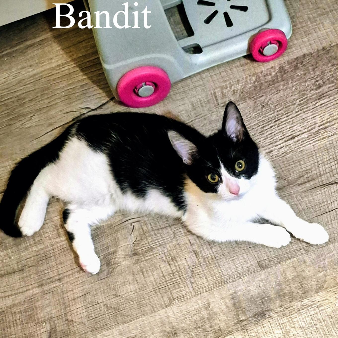 Bandit, an adopted Domestic Short Hair in Queen Creek, AZ image 2/4