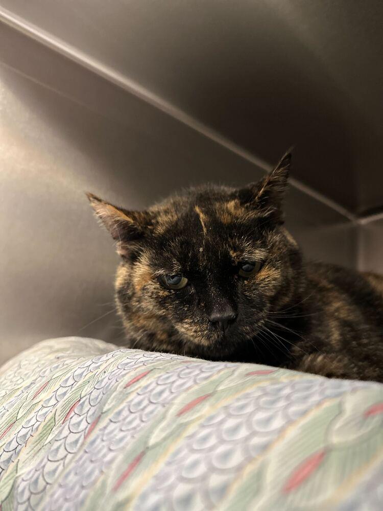 Enlarge Maysilee, a Adoptable mixed breed in Bowling Green, OH image 1/3