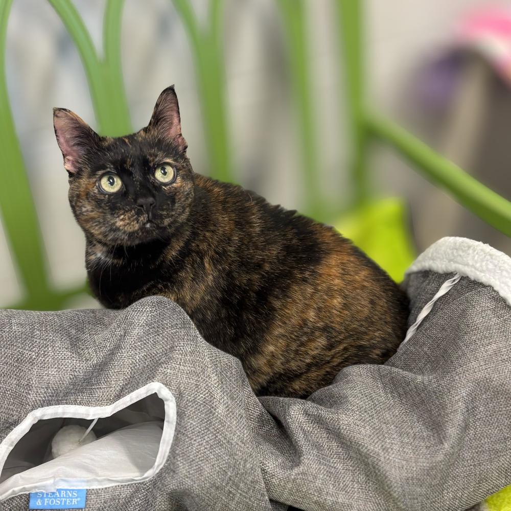 Enlarge Maysilee, a Adoptable mixed breed in Bowling Green, OH image 2/3