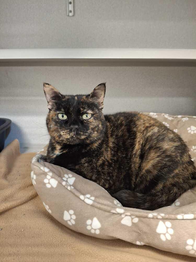 Enlarge Maysilee, a Adoptable mixed breed in Bowling Green, OH image 3/3