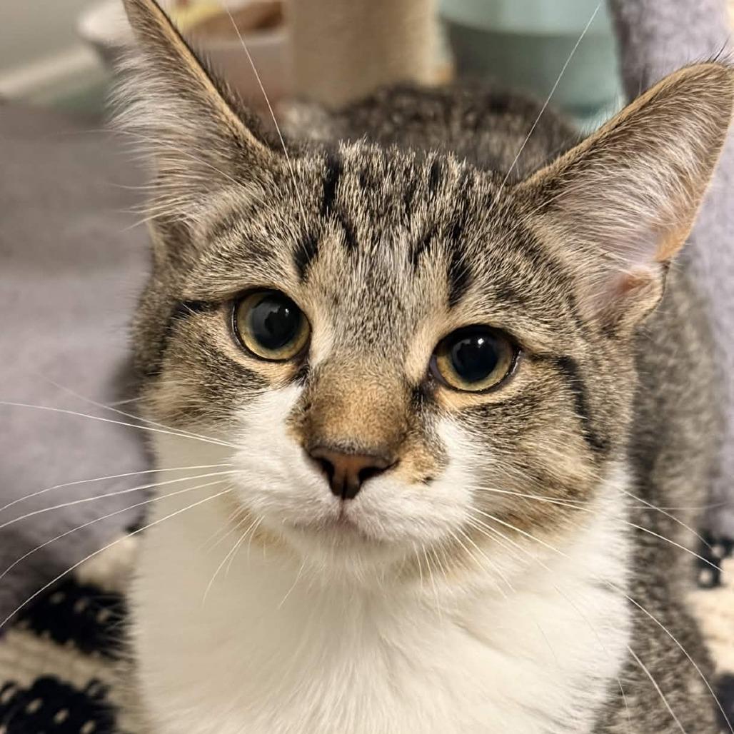 Princess Bubblegum, Adoptable, Kitten Female Domestic Short Hair.