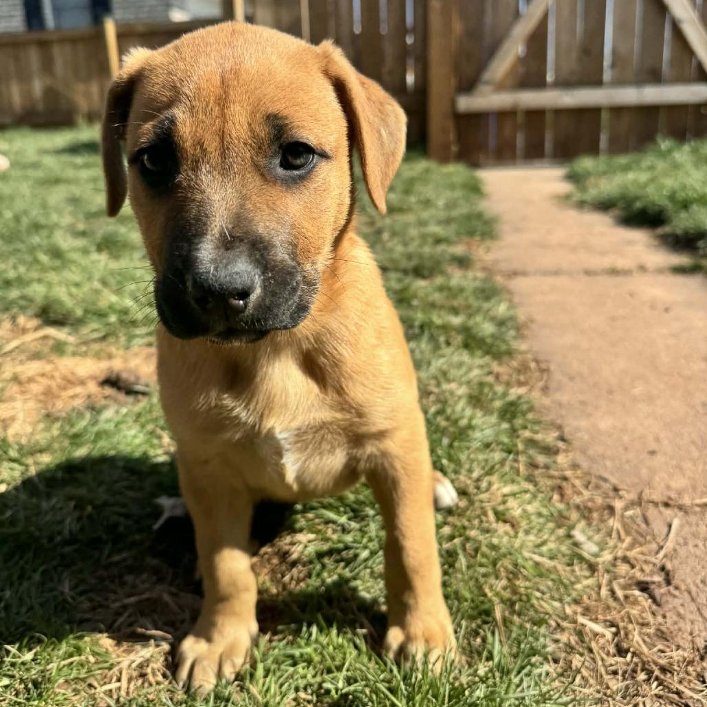 Mia Female 2, Adoptable, Puppy Female Mastiff.