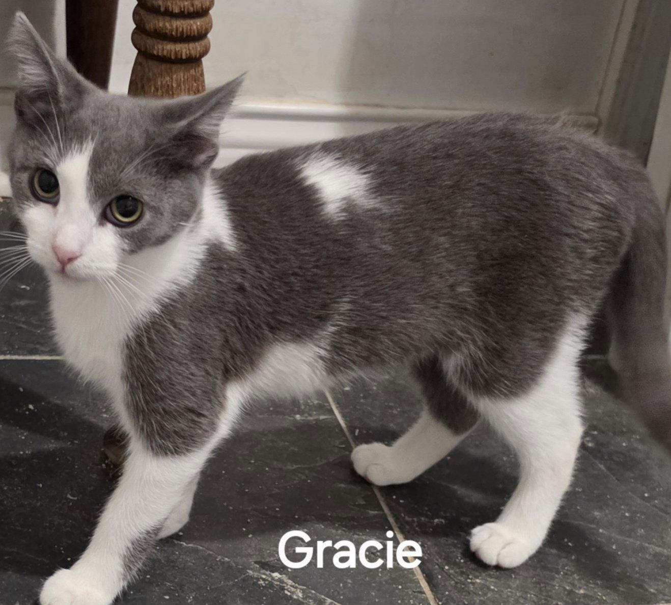 Enlarge Gracie, a Adoptable Domestic Short Hair in Versailles, KY image 1/1