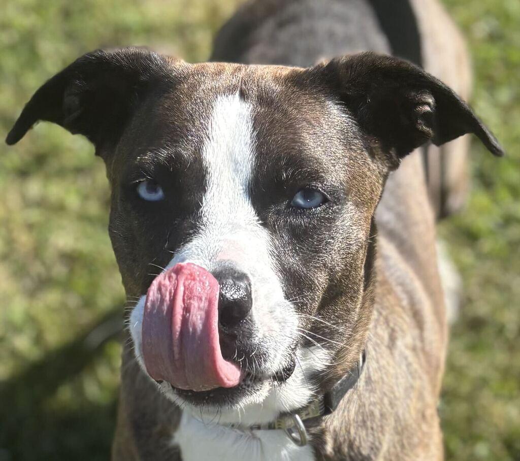 Stilletto, Adoptable, Adult Female Pit Bull Terrier.