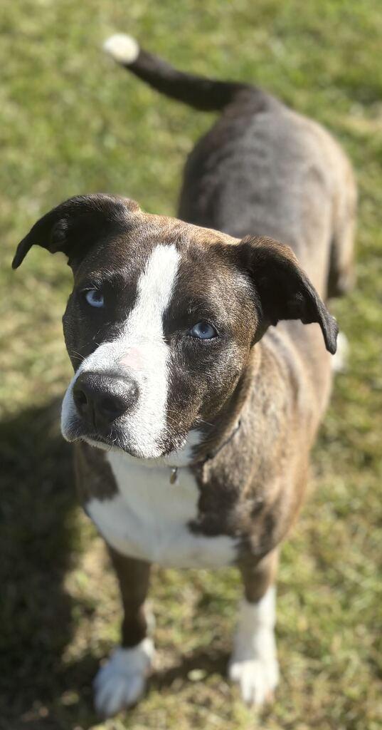 Enlarge Stilletto, a Adoptable mixed breed in Jackson, MI image 6/6