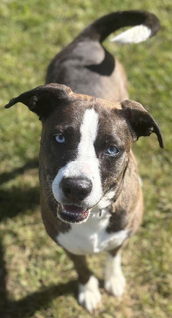 Enlarge Stilletto, a Adoptable mixed breed in Jackson, MI image 4/6