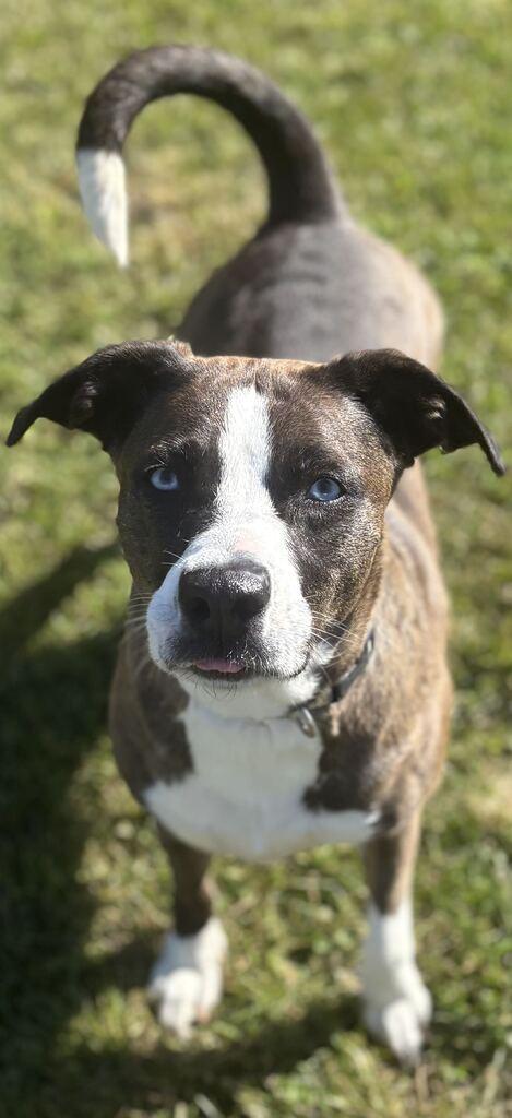 Enlarge Stilletto, a Adoptable mixed breed in Jackson, MI image 2/6
