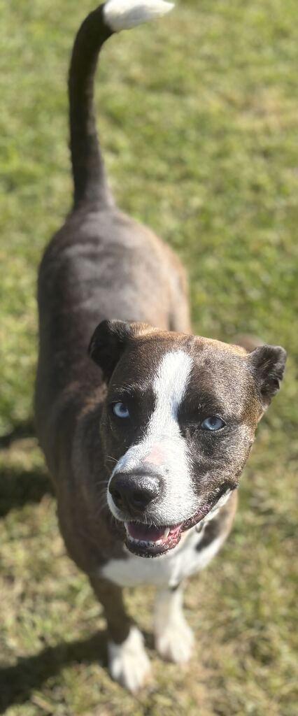 Enlarge Stilletto, a Adoptable mixed breed in Jackson, MI image 3/6