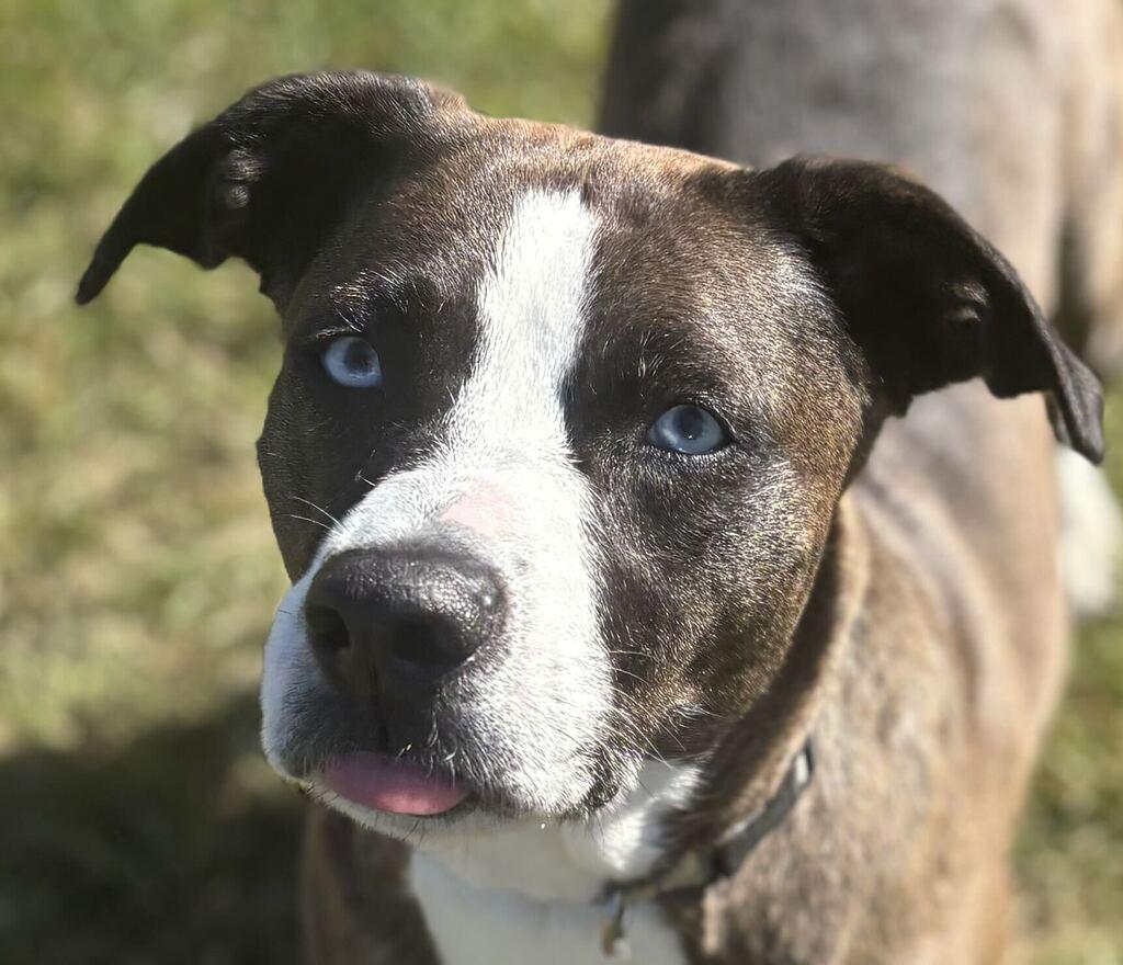Enlarge Stilletto, a Adoptable mixed breed in Jackson, MI image 5/6