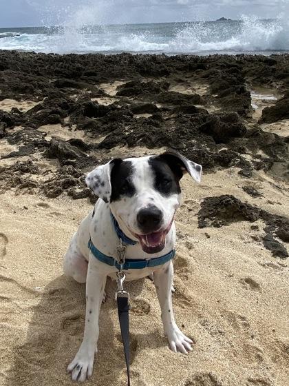 Caroline, Adoptable, Adult Female Pit Bull Terrier & Mixed Breed.