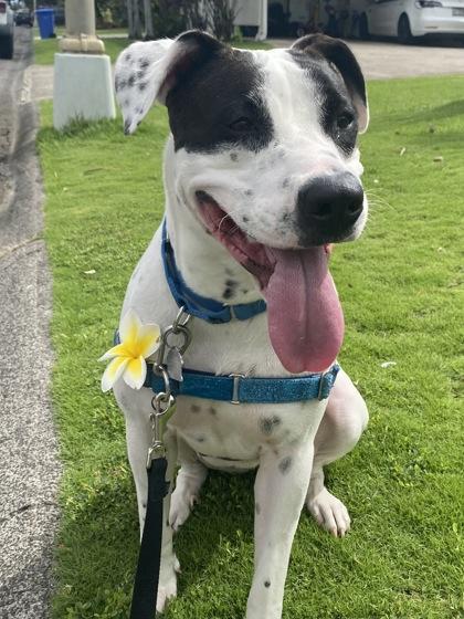 Enlarge Caroline, a Adoptable mixed breed in Honolulu, HI image 2/3