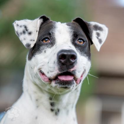 Enlarge Caroline, a Adoptable mixed breed in Honolulu, HI image 3/3