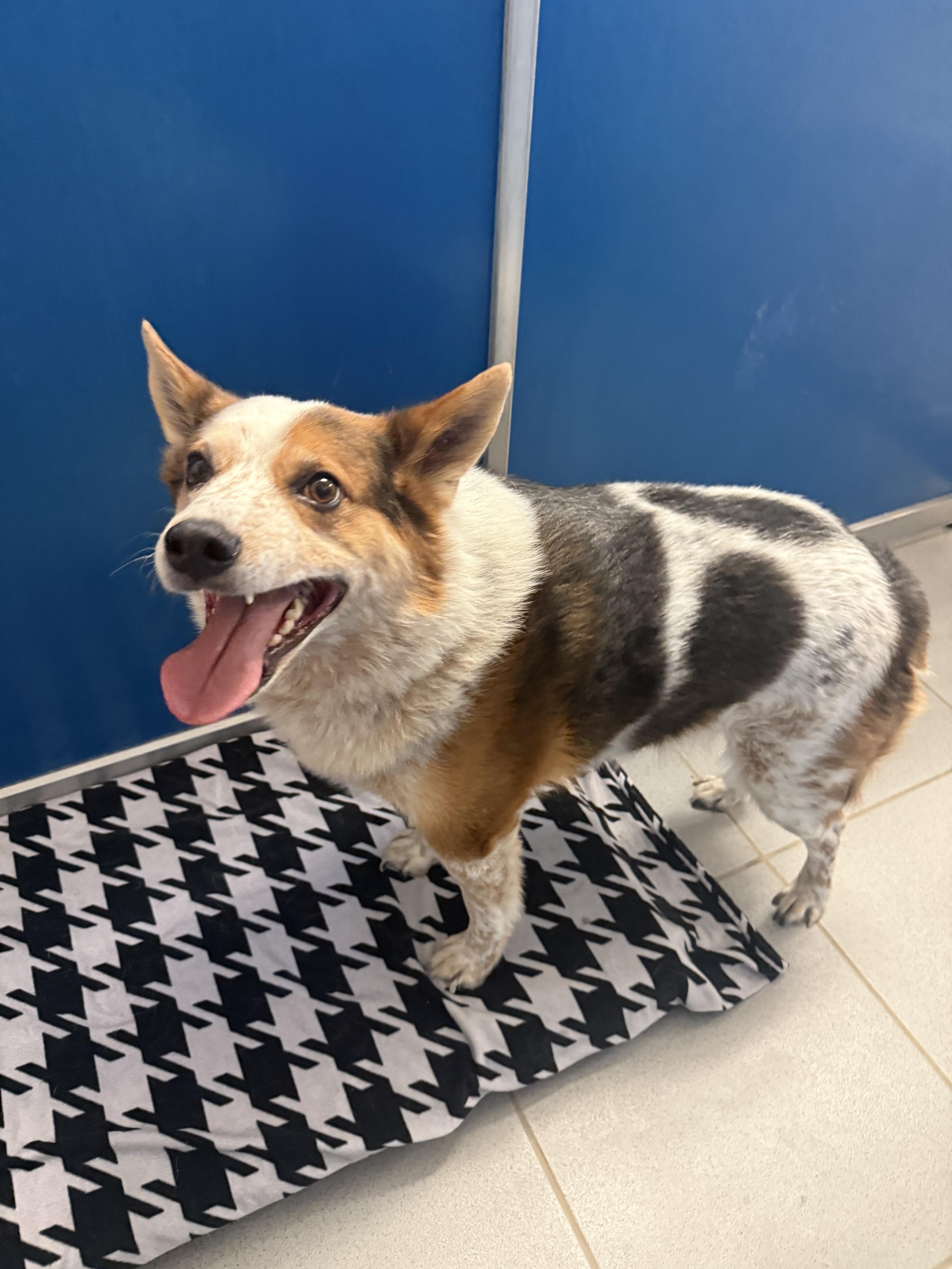 Stray Heeler , an adopted Australian Cattle Dog / Blue Heeler in Hays, KS image 3/3
